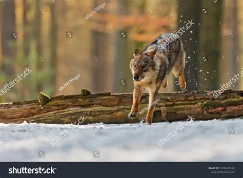 Gray Wolf Canis Lupus Jump Snow Stock Photo 1210629514 | Shutterstock