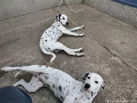 Dalmatinski pas, štene | Halo Oglasi