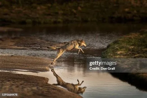 584 Wolf Jump Stock Photos, High-Res Pictures, and Images - Getty Images