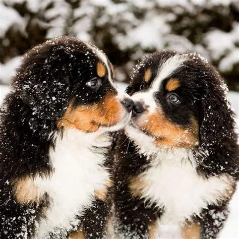 These 25 Cute Dog Breeds Are Guaranteed to Make You Smile | BeChewy