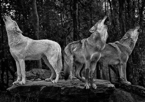 Wallpaper Dark Grey Wolves