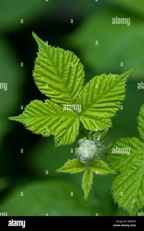 shrubby blackberry (Rubus fruticosus), leaves, Germany Stock Photo - Alamy