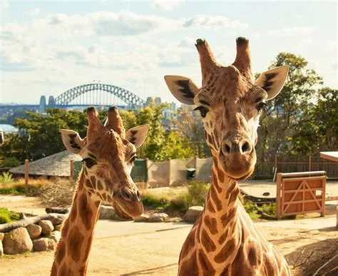 Taronga protects environmental jewel in North-West NSW | Taronga ...