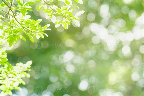 Closeup of beautiful nature view green leaf on blurred greenery ...