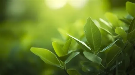 Close up beautiful view of nature green leaves on blurred greenery tree ...