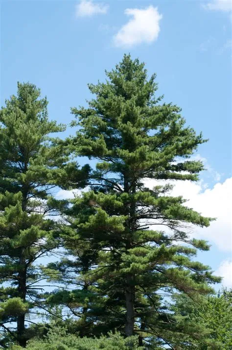 Eastern White Pine (Pinus strobus), Tree Facts, Habitat, Pictures