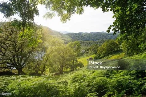 Pemandangan Sederhana Melalui Pohonpohon Rindang Di Hutan Yang Jauh Dan ...
