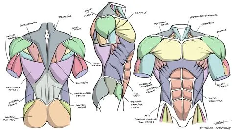 Torso muscle references | Human anatomy drawing, Anatomy drawing ...