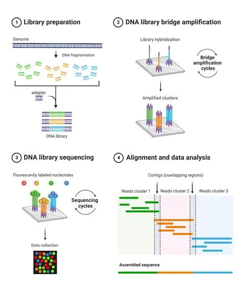 Amplicon Sequencing: Principle, Steps, Types, Uses, Diagram