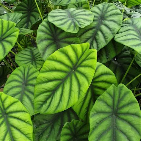 Alocasia clypeolata (Alocasia Green Shield) – Floraria Secret Garden (SG)