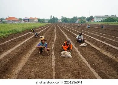 Probolinggo Indonesia January 2023 Activities Shallot Stock Photo ...