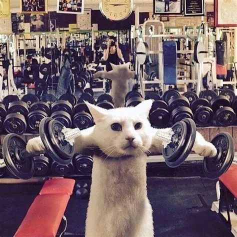Workout be like after ages of laziness 😂 | Funny cat pictures, Cat gym ...