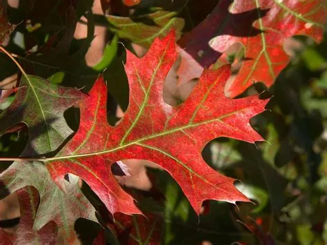 Look for These Oaks on Autumn Walks | The Morton Arboretum