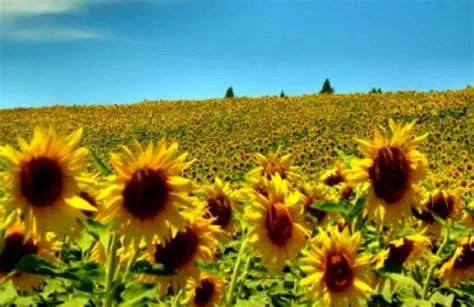 Come coltivare i girasoli | Deabyday
