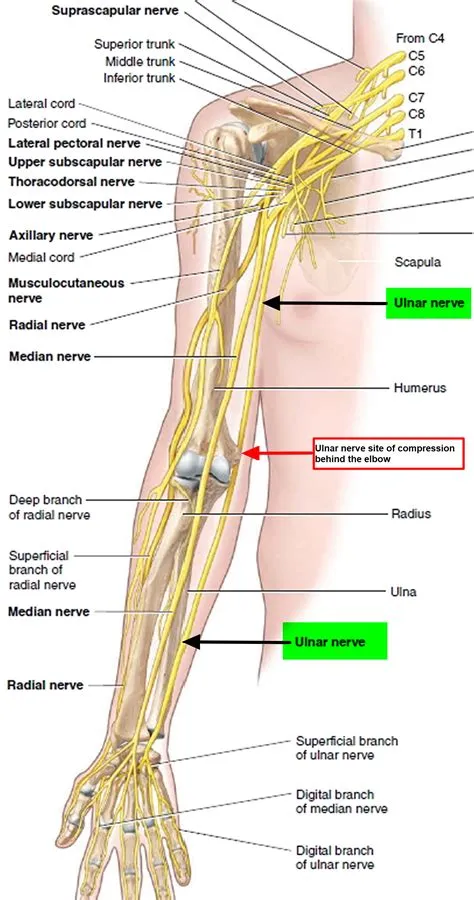 What Is Ulnar Nerve _ Nerf Ulnaire Schéma – QGWR