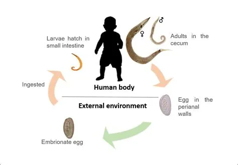 Worms In Humans Anus