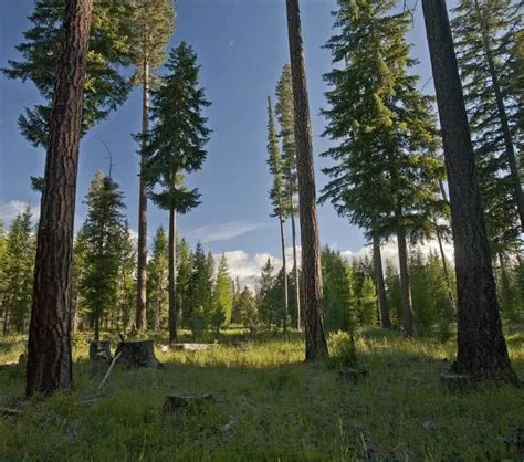 Trees to Know in Central Oregon — Deschutes Land Trust