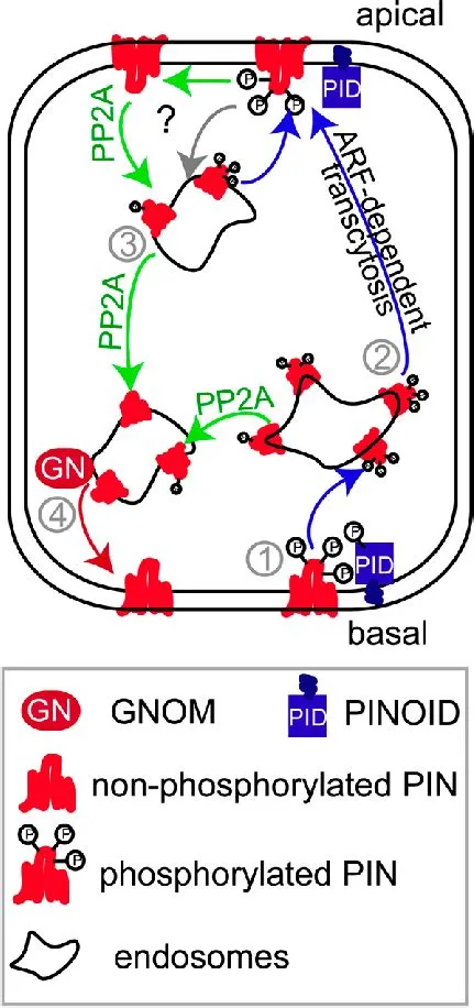 Model of PID and GNOM-Dependent Intracellular PIN Sorting. | Download ...