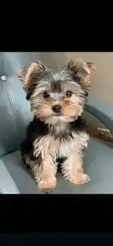 Yorkipoo boys. Ready for valentines. Third pic is from last litter TT ...