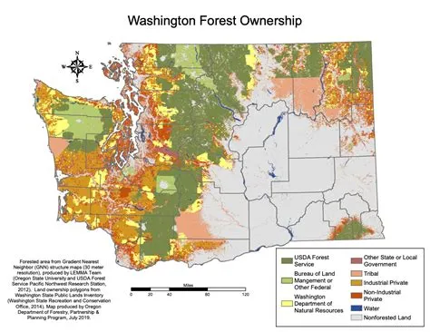Who Owns the Forest - The Promise of Mass Timber