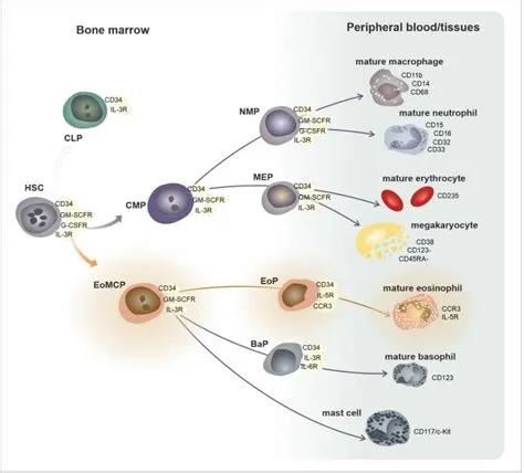 Development, Phenotypes, and Functional Characteristics of Eosinophil ...