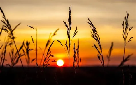 Online crop | golden hour photography of wheat field, nature, landscape ...