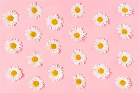 Pink Daisy Background