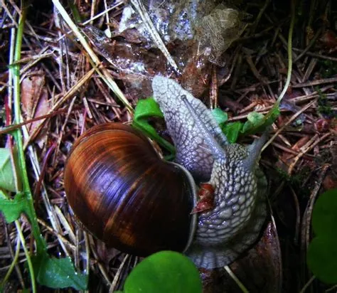 Hard_Curve_by_Lord0Sauron