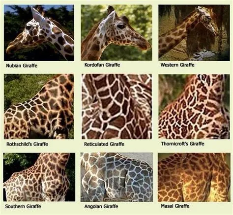 Giraffe Species By Coat Pattern | Giraffe, Giraffe pictures, Giraffe ...