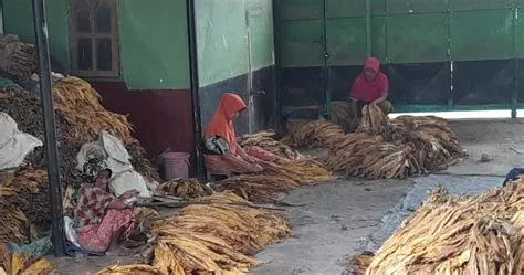 10 Daerah Penghasil Tembakau Terbesar di Indonesia - Inilah.com