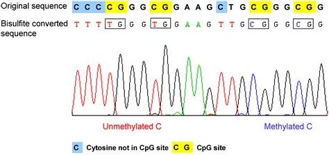 The Application of Next Generation Sequencing in DNA Methylation Analysis