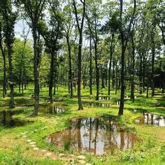 by Bunny on Wayfaring | Plants, Scenery, Mother nature