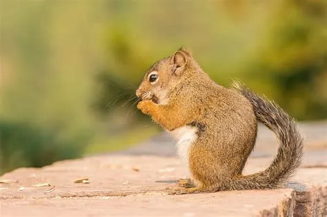 Five Fun Facts About… Pine Squirrels | Estes Valley Spotlight ...