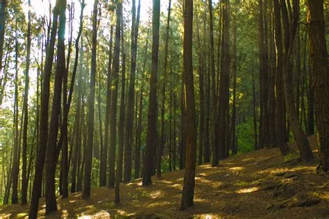 OUR ATTRACTIONS - ODMOR RESORT VAGAMON