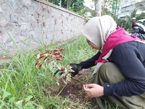 KSR PMI Unit UIN KHAS Khas Jember Nandur Bareng Bunga Sambung Darah