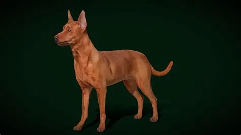 Miniature Pinscher Dog Breed (Game Ready) - Buy Royalty Free 3D model ...