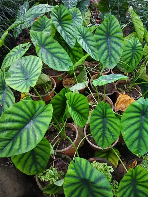 Alocasia "Clypeolata Green Shield" - NurseryBuy