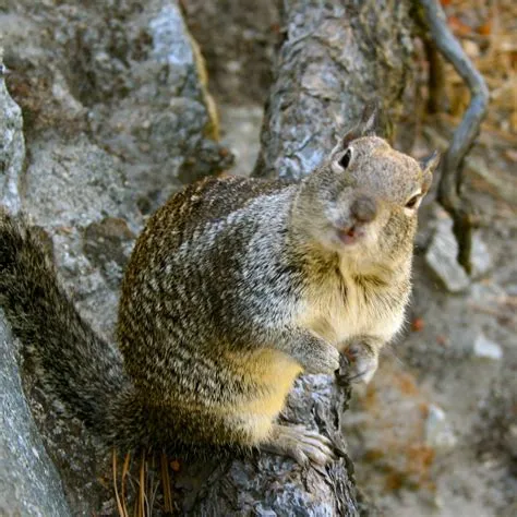 Dramatic Chipmunk!!! | Ty Lettau | Flickr