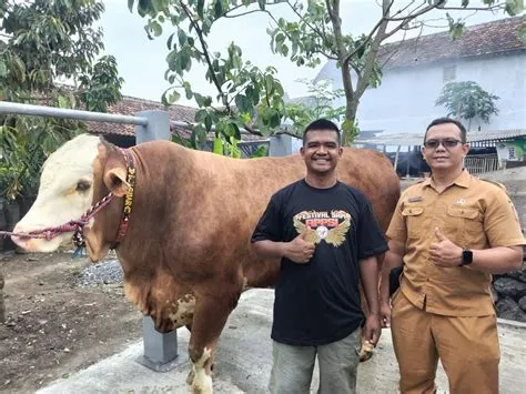 Festival dan Expo Sapi Jawa Timur 2025 Fokus Kesehatan dan Kualitas ...
