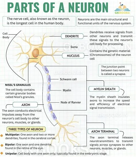 by Rebeca Belejo on Nervous system anatomy in 2025 | Biology facts ...