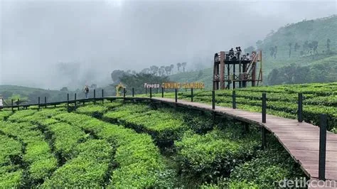 Sejuknya Udara di Kebun Teh Gunung Gambir Jember