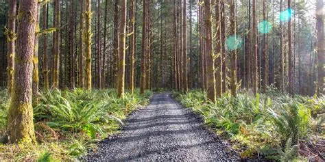 Resources – Oregon Forests Forever