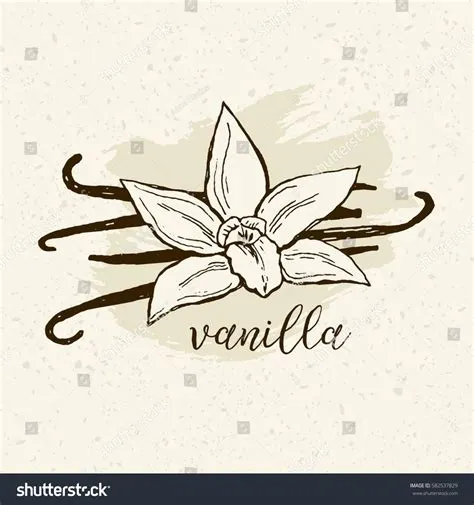 Vanilla Bean Vector at Vectorified.com | Collection of Vanilla Bean ...