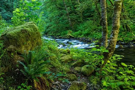 Oregon Forest Wallpapers - 4k, HD Oregon Forest Backgrounds on WallpaperBat