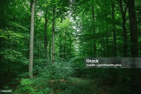 Pohon Rindang Yang Indah Di Hutan Di Wurzburg Jerman Foto Stok - Unduh ...