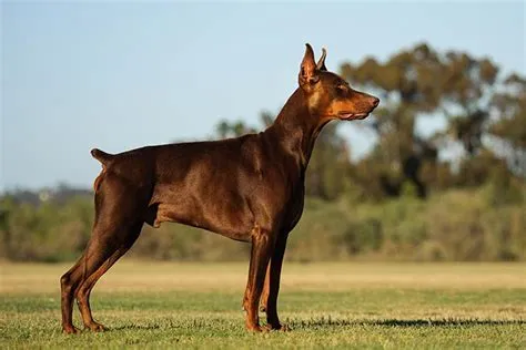 Doberman Coat Colors