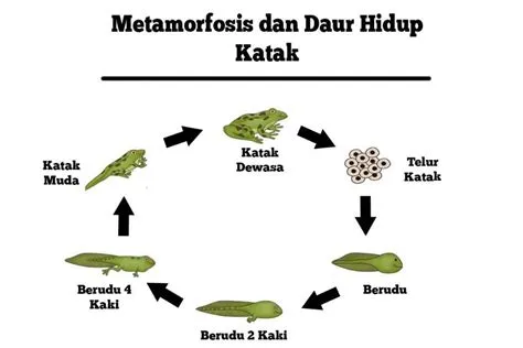 19 Contoh Hewan Mengalami Metamorfosis Sempurna dan Tidak Sempurna ...