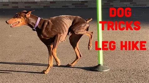 How to Train Your Dog to Lift a Rear Leg - YouTube