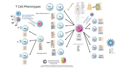 T Cells and Adaptive Immune System in SARS-CoV-2 | Encyclopedia MDPI