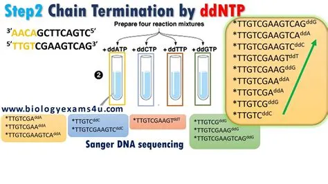 Sanger DNA Sequencing: Principle, Steps explained | Dna sequence ...